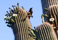 Saguaro Cactus Flowers With Grackle
