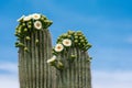 Saguaro Cactus Flowers On Top Against Sky