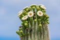 Saguaro Cactus Flowers On Top Against Sky