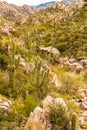 Saguaro Cactus Forest at The Foot of The Santa Catalina Mountains Royalty Free Stock Photo