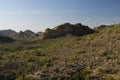 Saguaro cactus forest in Southern Arizona