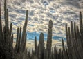 Saguaro Cactus Forest w/ Gila Woodpecker @ Nest Royalty Free Stock Photo