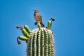 Saguaro Cactus Fruit with Cactus Wren in Sonoran Desert Royalty Free Stock Photo