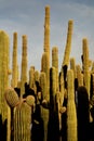 Saguaro cactus grouping Royalty Free Stock Photo