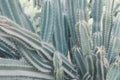 Saguaro cactus growing in the desert area Royalty Free Stock Photo