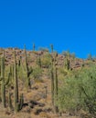 Saguaro Cactus growing in the Lake Pleasant Regional Park, Sonoran Desert, Arizona USA Royalty Free Stock Photo