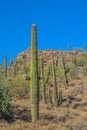 Saguaro Cactus growing in the Lake Pleasant Regional Park, Sonoran Desert, Arizona USA Royalty Free Stock Photo