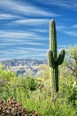 A Saguaro cactus growing in the Sonoran desert. Royalty Free Stock Photo