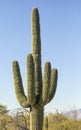 Saguaro cactus humorous middle finger gesture Royalty Free Stock Photo