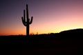 Saguaro Cactus isolated at sunset Royalty Free Stock Photo