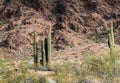Saguaro Cactus, Kofa National Wildlife Refuge Royalty Free Stock Photo