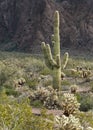 Saguaro Cactus, Kofa National Wildlife Refuge Royalty Free Stock Photo