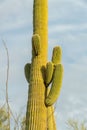 Saguaro cactus with many new growths and arms with ridges and spikes in the late afternoon sun with gray skies Royalty Free Stock Photo