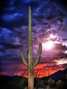 Saguaro Cactus with Monsoon Clouds and Sunset Royalty Free Stock Photo