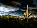 Saguaro Cactus with Monsoon Clouds and Sunset Royalty Free Stock Photo