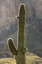 A Saguaro Cactus in the Morning Sun Royalty Free Stock Photo