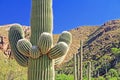 Saguaro Cactus with Mount Lemmon in the Background Royalty Free Stock Photo