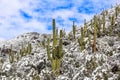 Saguaro cactus in mountain snow scene. Snowy cacti desert landscape Royalty Free Stock Photo