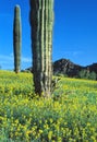 Saguaro Cactus And Mustard Flowers, Big Horn WIlderness, Sororan Desert, Arizona