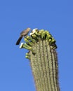 Saguaro Cactus