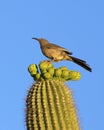 Saguaro Cactus