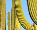 Saguaro Cactus