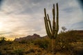 Saguaro cactus near sunset in the desert of Arizona Royalty Free Stock Photo