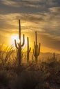 Saguaro Cactus near Tucson, at sunset Royalty Free Stock Photo