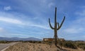 Saguaro Cactus With New Homes Being Built Arizona Royalty Free Stock Photo