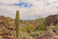 Saguaro Cactus and Ocotillo plant on South Mountain Royalty Free Stock Photo