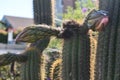 Saguaro Cactus, one of the tallest cactus, 1. Royalty Free Stock Photo