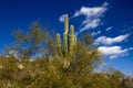 Saguaro Cactus and Palo Verde Trees against a bright blue sky