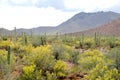 Saguaro Cactus and Palo Verde trees in bloom