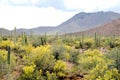 Tall Saguaro Cactus and Palo Verde trees in bloom in Saguaro National Park in Arizona