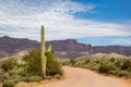 Saguaro cactus on peralta road