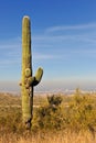 Saguaro cactus Phoenix