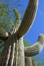 Saguaro cactus, Phoenix, Arizona Royalty Free Stock Photo