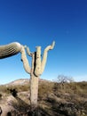 Saguaro cactus is pictured basking in the sun in Saguaro National Park, near Tuscon, Arizona Royalty Free Stock Photo