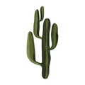 Saguaro. Cactus. Plants for the home. Floriculture. Desert flora. Isolated watercolor illustration on white background