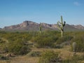 Saguaro cactus and puerto blanco mnts near ajo, az Royalty Free Stock Photo