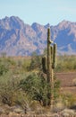 Saguaro cactus at Roadrunner campground, Quartzsite, Arizona, USA Royalty Free Stock Photo