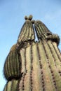 Saguaro cactus at Roadrunner campground, Quartzsite, Arizona, USA Royalty Free Stock Photo