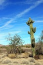 Saguaro cactus Roadrunner campground, Quartzsite, Arizona, USA Royalty Free Stock Photo