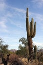 Saguaro cactus Roadrunner campground, Quartzsite, Arizona, USA Royalty Free Stock Photo