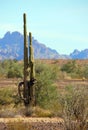 Saguaro cactus at Roadrunner campground, Quartzsite, Arizona, USA Royalty Free Stock Photo