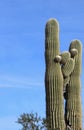 Saguaro cactus Roadrunner campground, Quartzsite, Arizona, USA Royalty Free Stock Photo