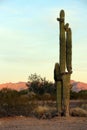 Saguaro cactus Roadrunner campground, Quartzsite, Arizona, USA Royalty Free Stock Photo