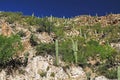 Saguaro Cactus on a Rocky Hill on Mt. Lemmon Royalty Free Stock Photo