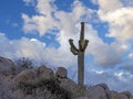 Saguaro Cactus On A Rocky Ridge Blooming In Scottsdale AZ