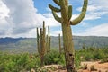 Saguaro Cactus, Saguaro National Park, Arizona Royalty Free Stock Photo